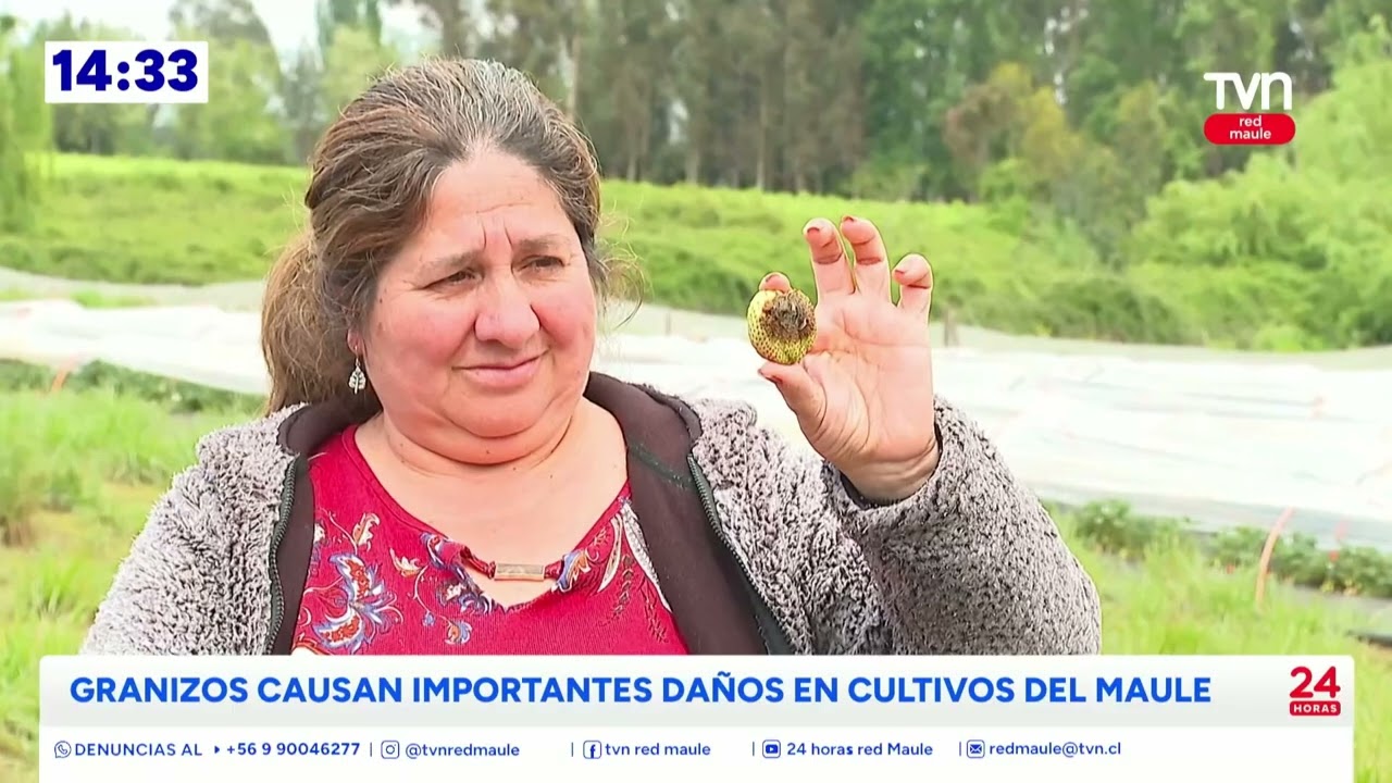 Granizos golpean al agro del Maule | 24 Horas TVN - Red Maule