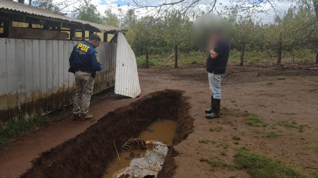 PDI DESBARATA MATADERO CLANDESTINO EN GORBEA Y DECOMISA MÁS DE 2…