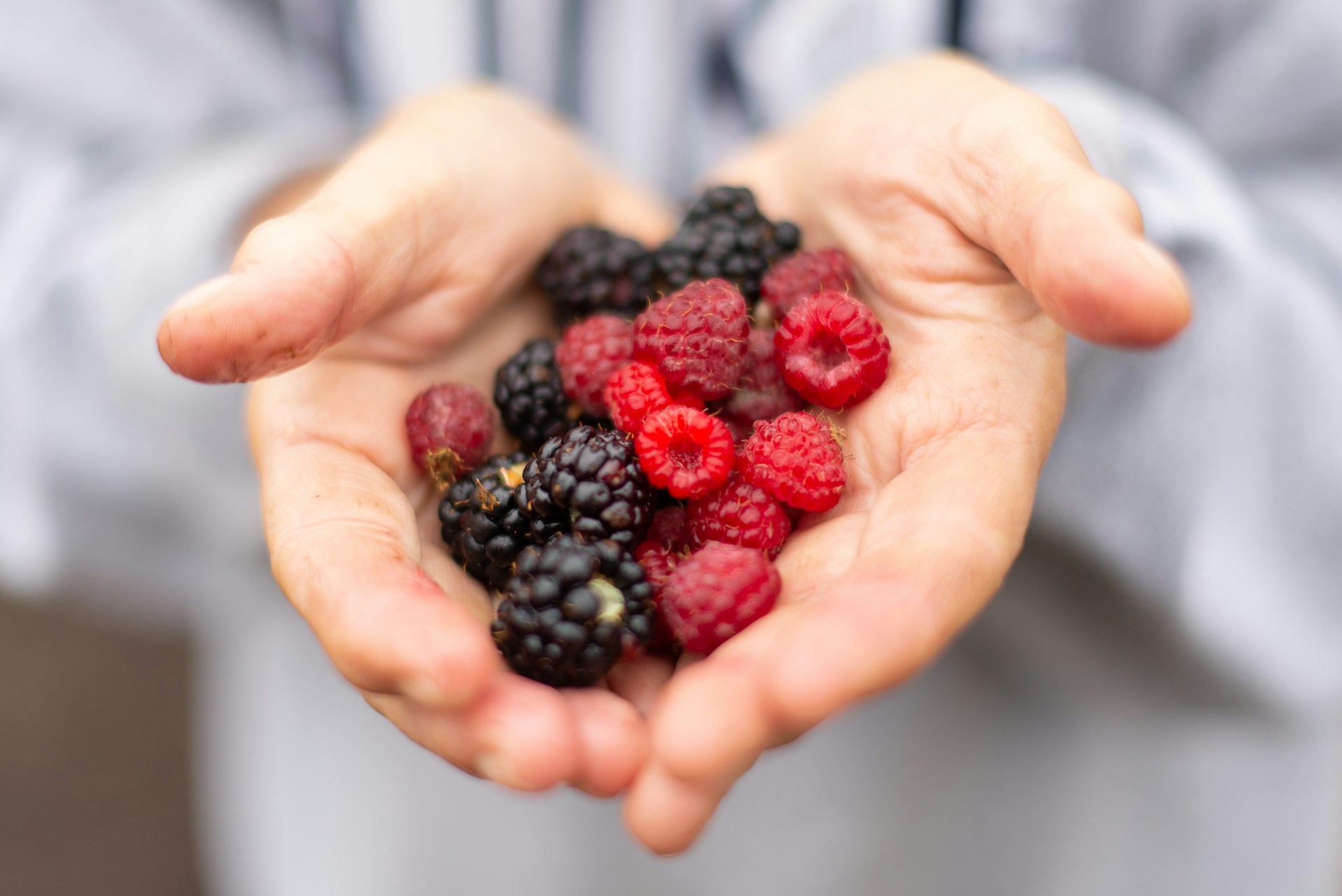 Agronometrics en Gráficos: Envíos de berries mexicanas toman fuerza…