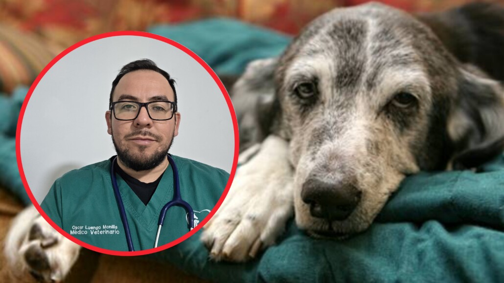 Brote de distemper en Los Ángeles