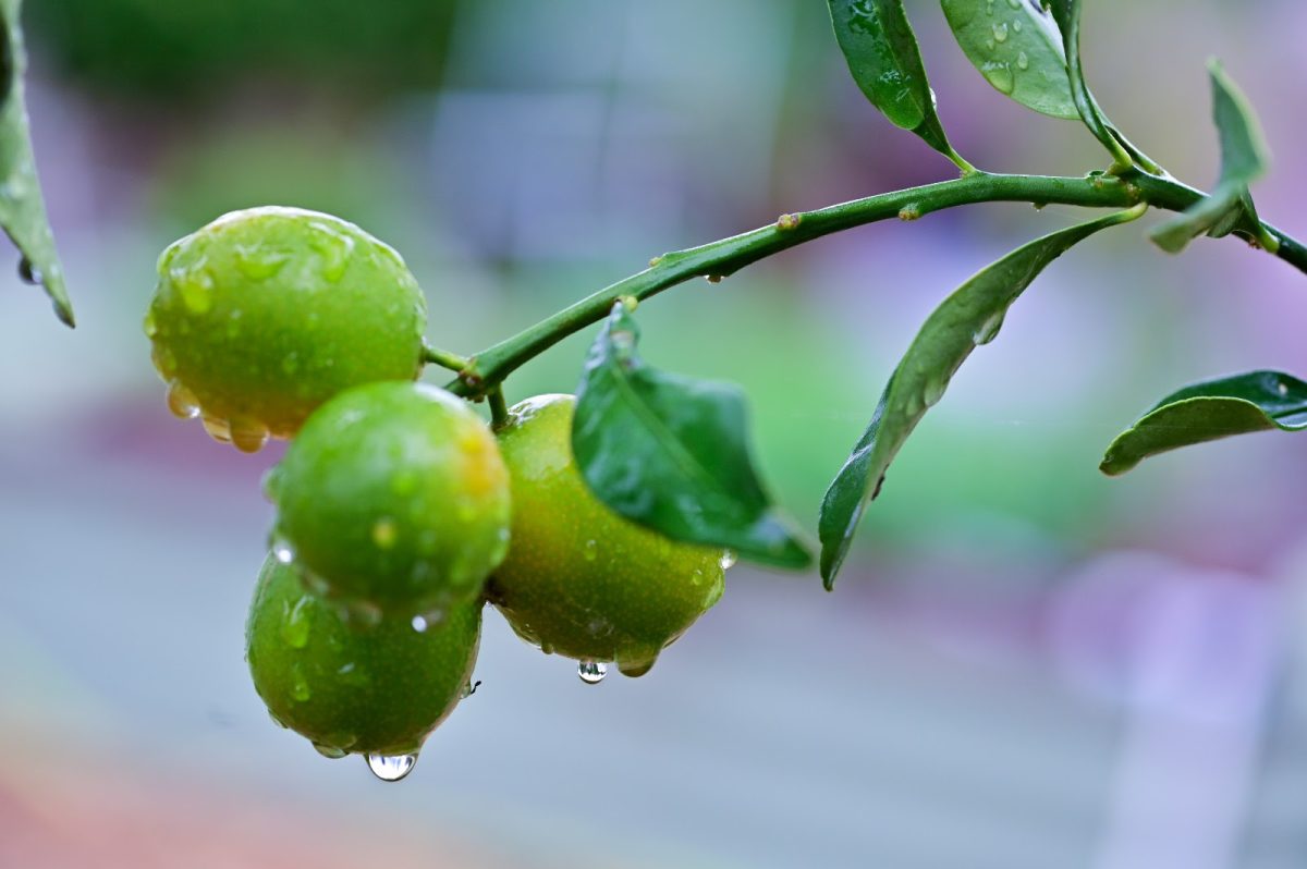 Lluvias intensas podrían afectar la floración y la calidad de los frutos