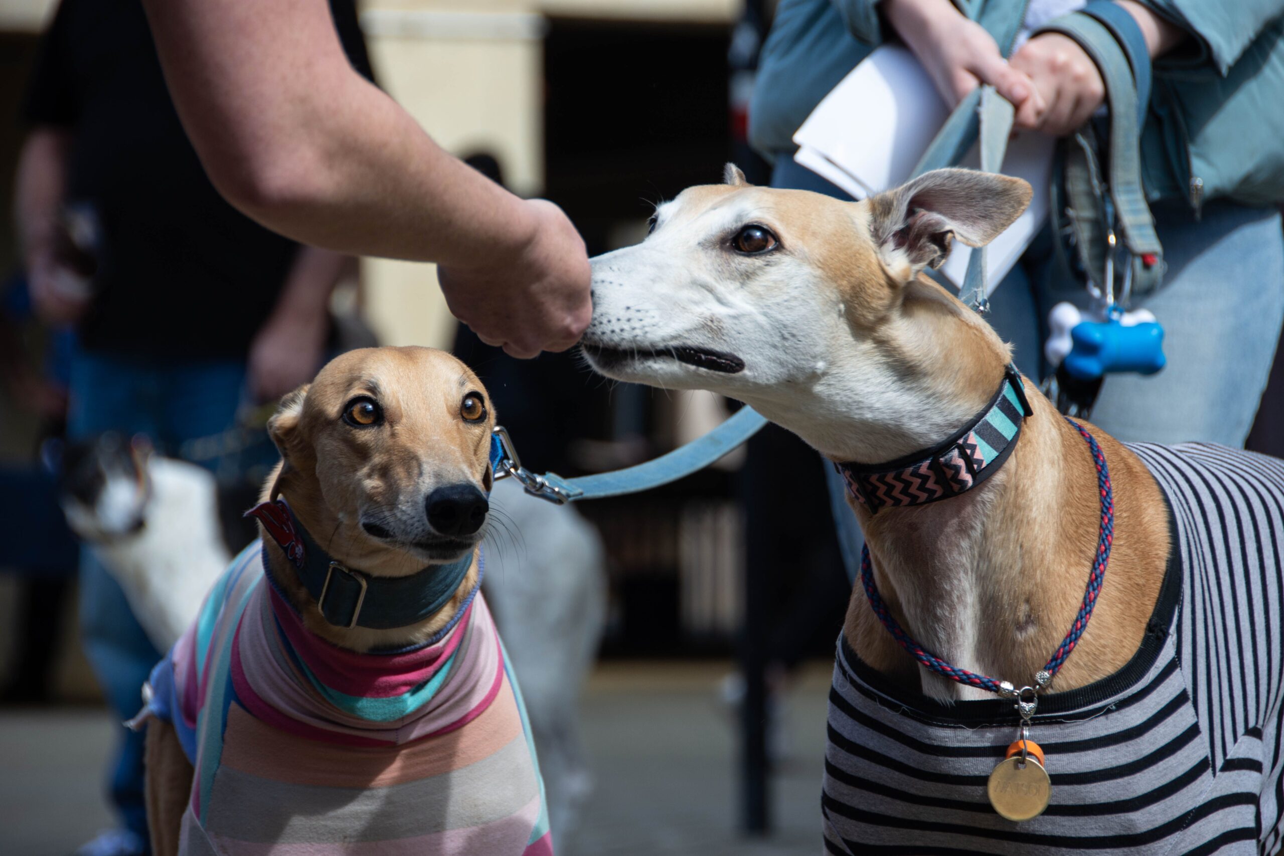 Carreras de galgos: Congreso volverá a debatir su prohibición tras…