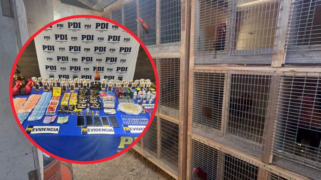 Desarticulan organización dedicada a las peleas de gallos en Biobío