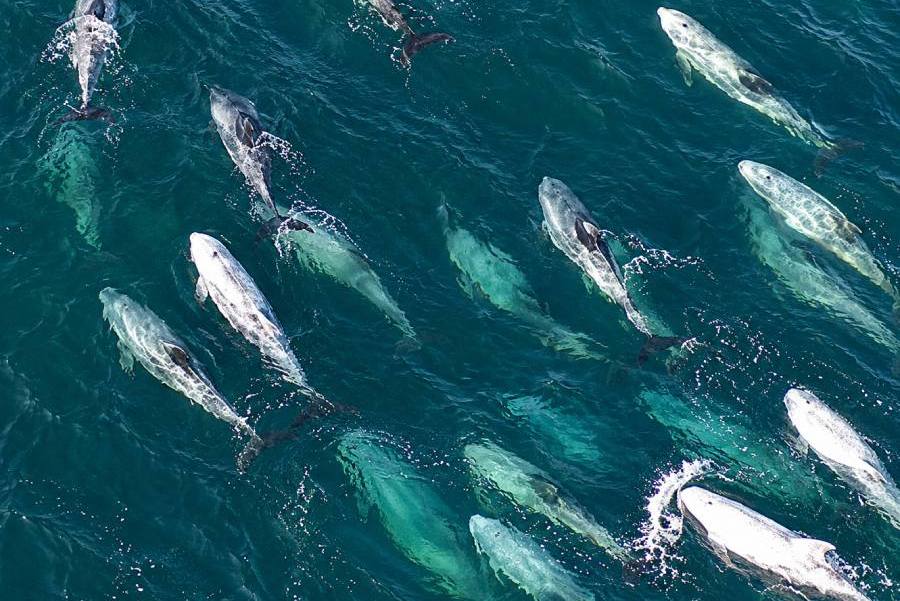 Avistamiento de cientos de delfines sorprende a estudiantes en la…