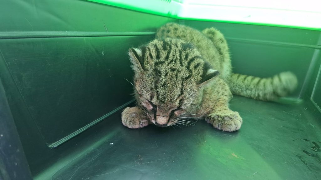 RESCATAN A UNA GÜIÑA ATROPELLADA EN NUEVA ETRURIA Y EL ANIMAL YA SE…