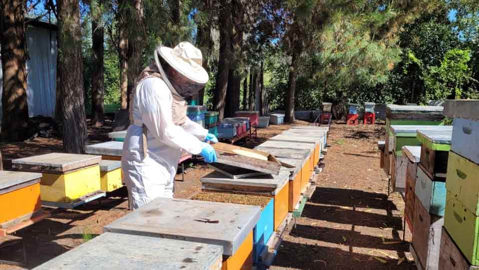 SAG llama a realizar la declaración obligatoria de apiarios durante…