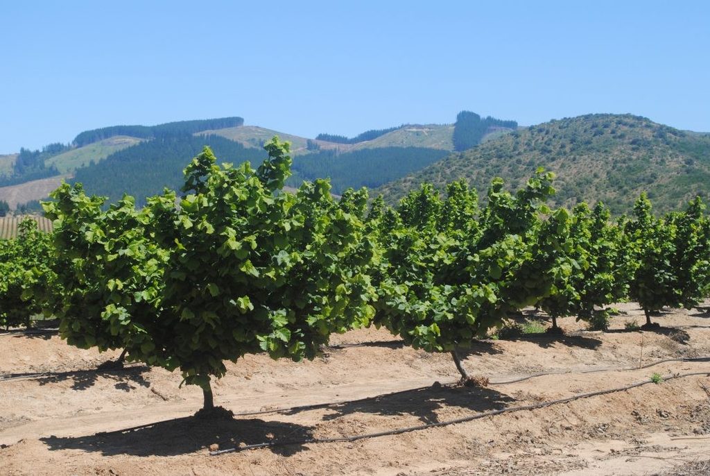 CORFO DESTINA $600 MILLONES PARA IMPULSAR EL SECTOR FRUTÍCOLA EN LA…