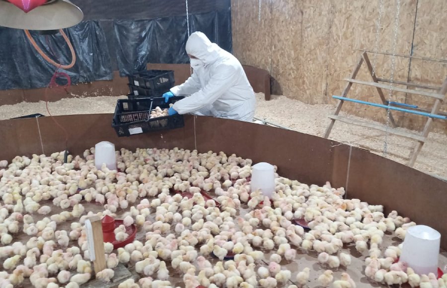 Importadas desde Francia llegan 4 mil pollitas a Yungay