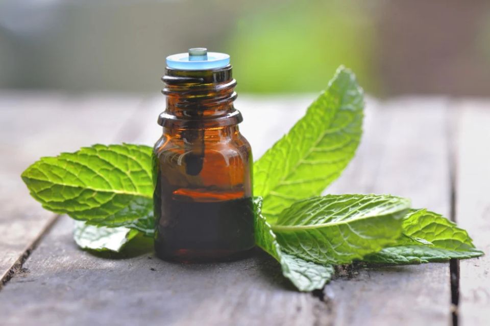Cómo elegir el mejor aceite esencial de menta para aliviar el estrés…
