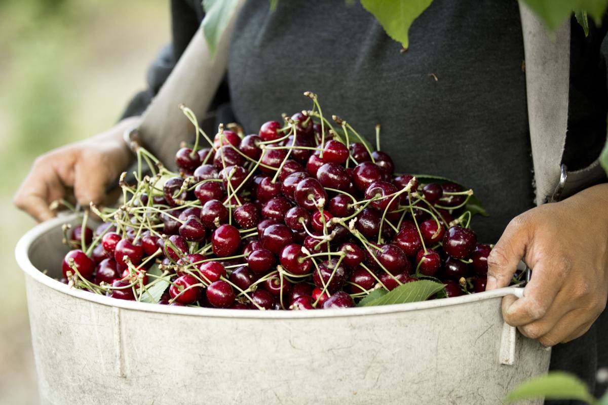 El noroeste de Estados Unidos cierra su temporada de cerezas con…