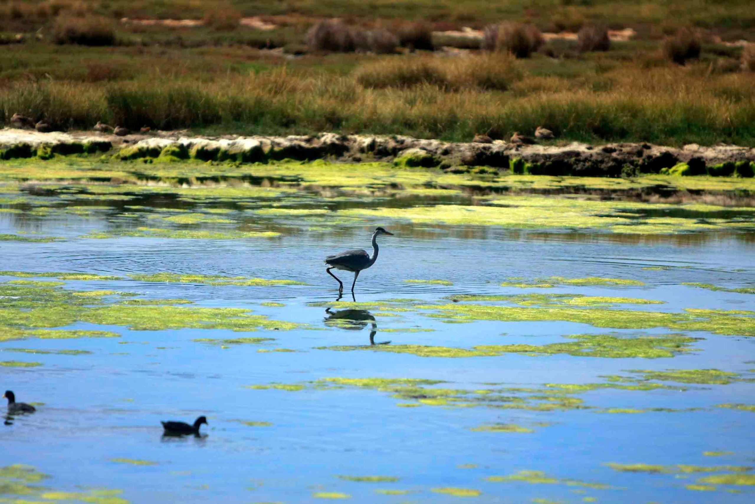 Seminario abordará desafíos para los ecosistemas acuáticos locales