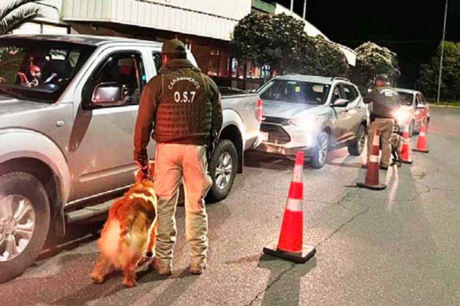 Canes del OS7 Ñuble ayudan a incautar 22 kilos de droga este año