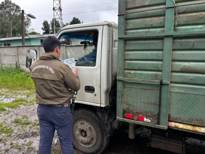 En feria de Bulnes individuo vendía un animal sin justificar su…