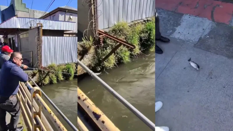 “¿Qué le hicieron a Nemo?”: Viralizan pesca en el Estero Quilque, en…